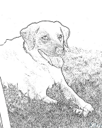 labrador retriever Coloring Pages To Print